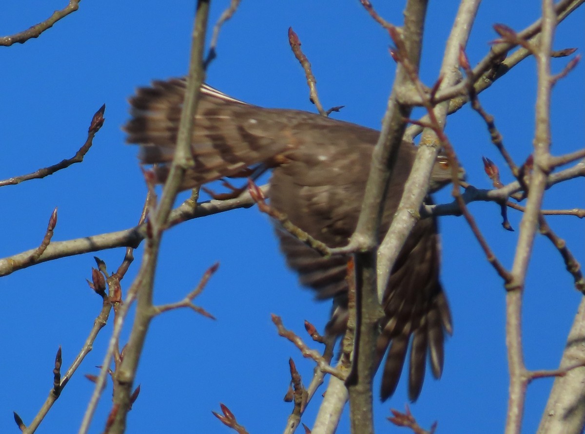 Sharp-shinned Hawk - ML620416940