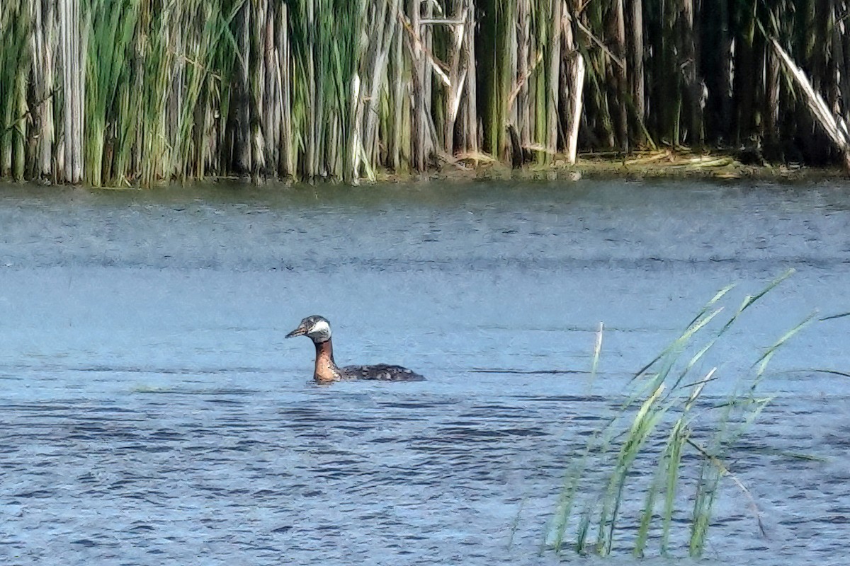 Red-necked Grebe - ML620416945