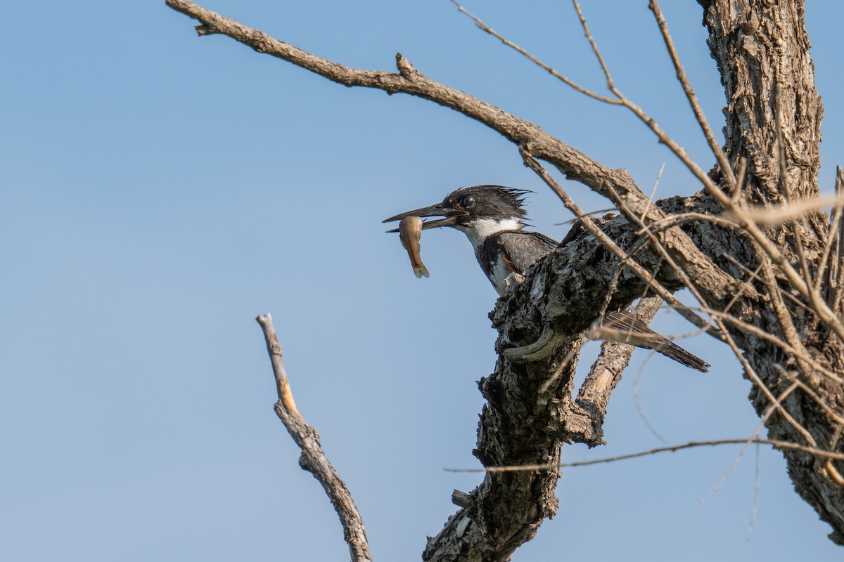 Belted Kingfisher - ML620416952