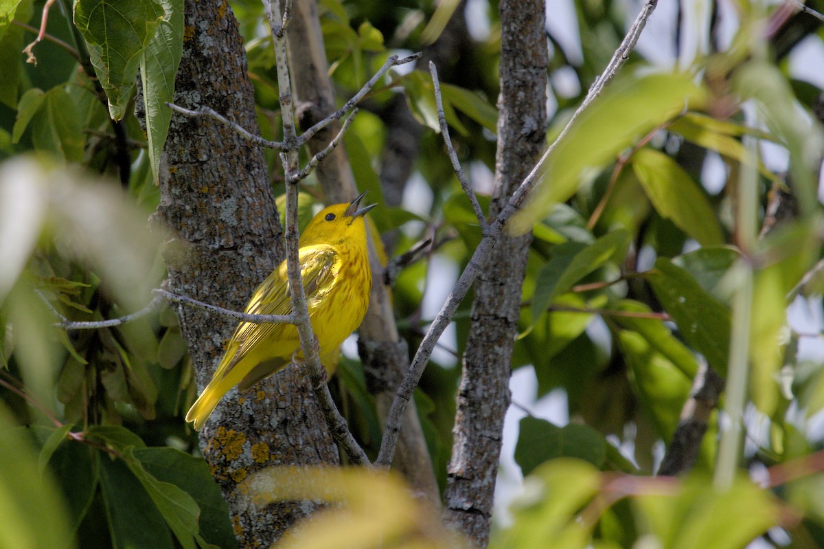 Paruline jaune - ML620416956