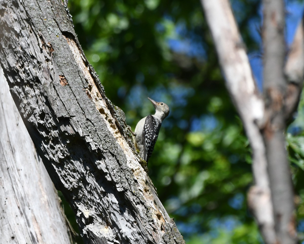 Red-bellied Woodpecker - ML620416957