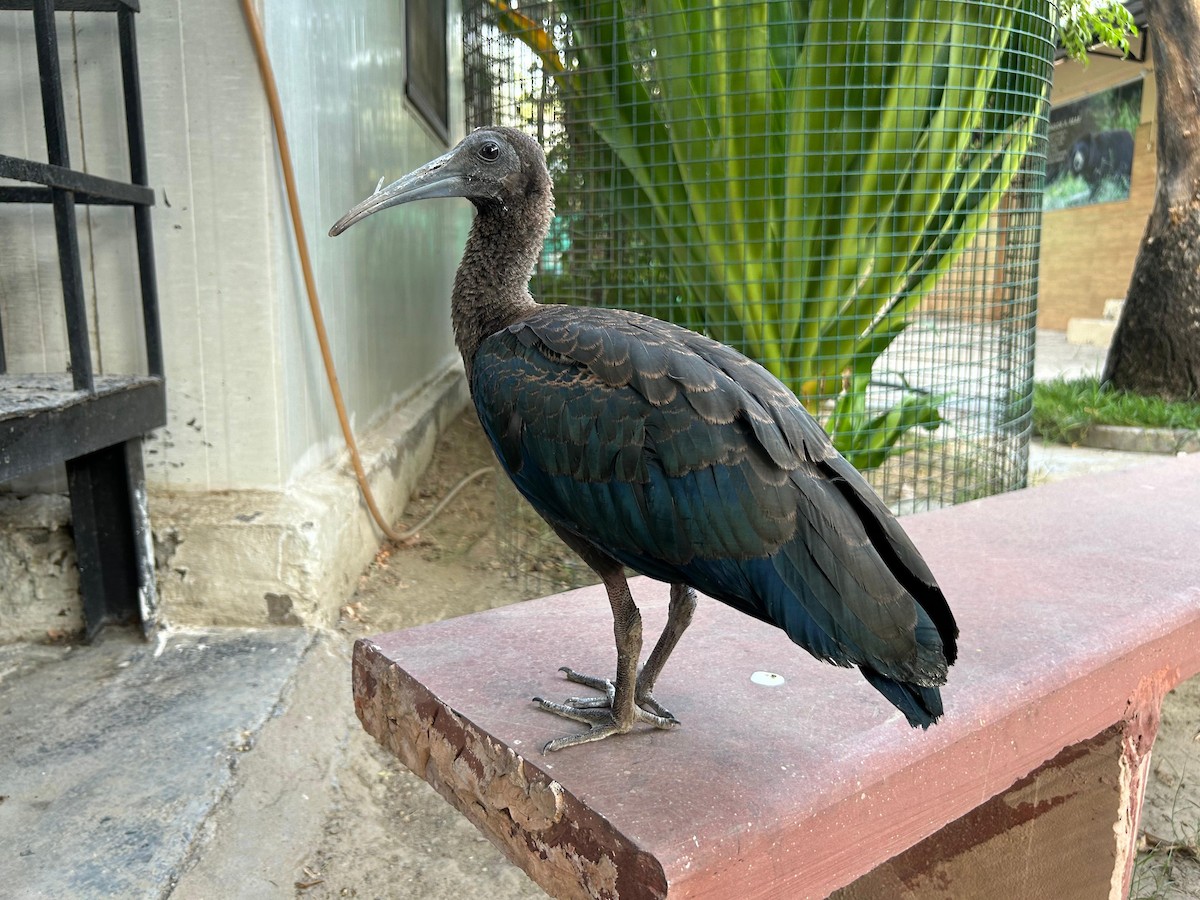 Red-naped Ibis - ML620416961