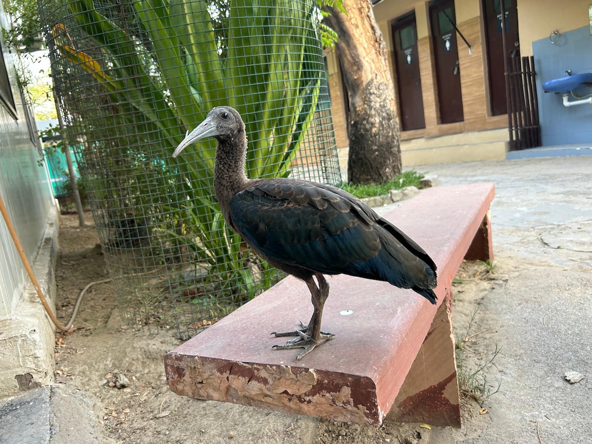ibis bradavičnatý - ML620416962