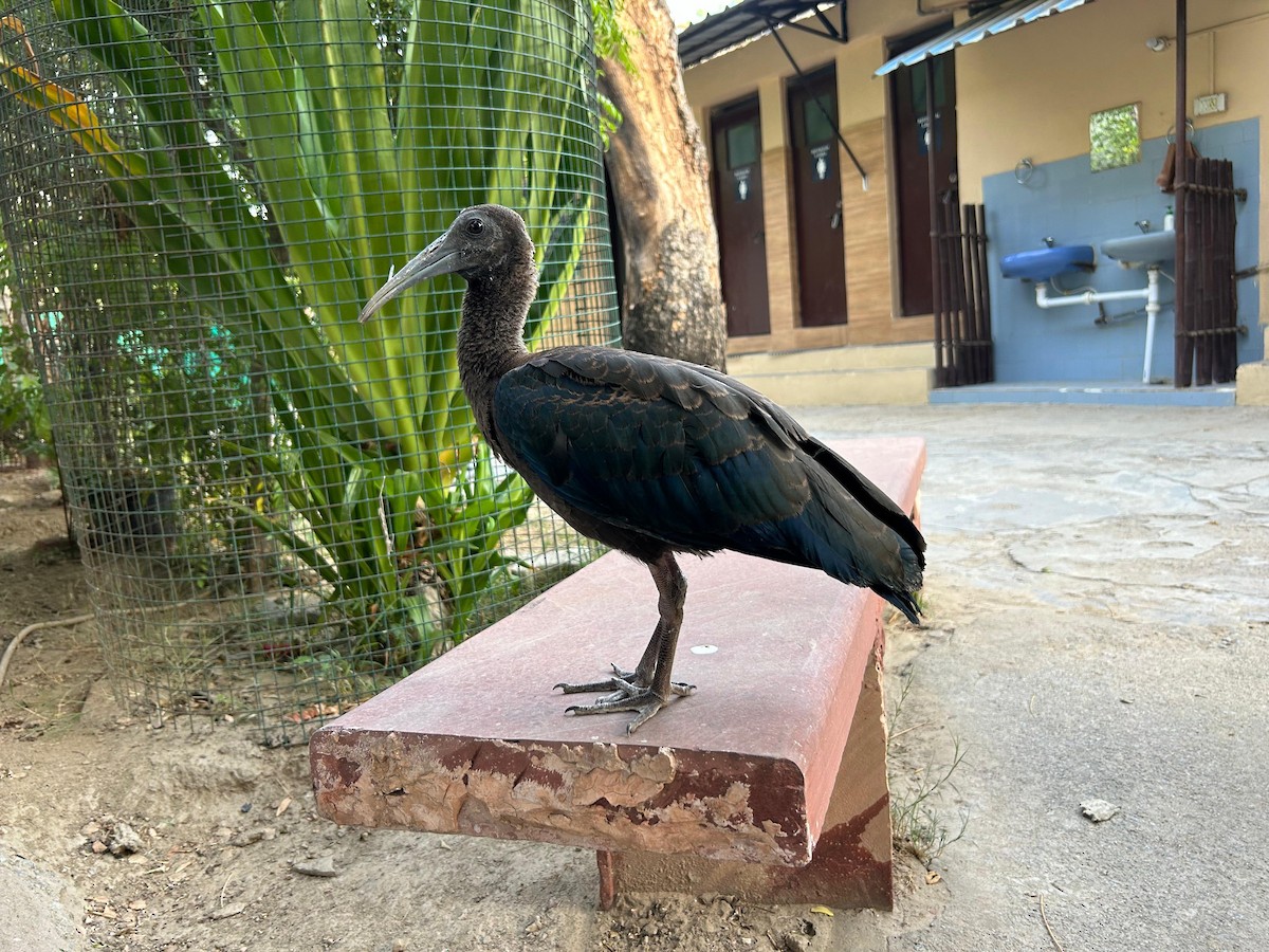 Red-naped Ibis - ML620416963