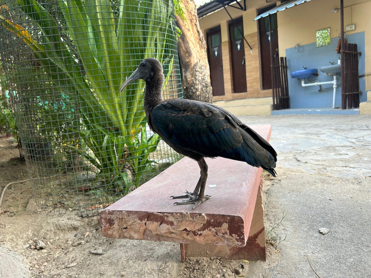 ibis bradavičnatý - ML620416964