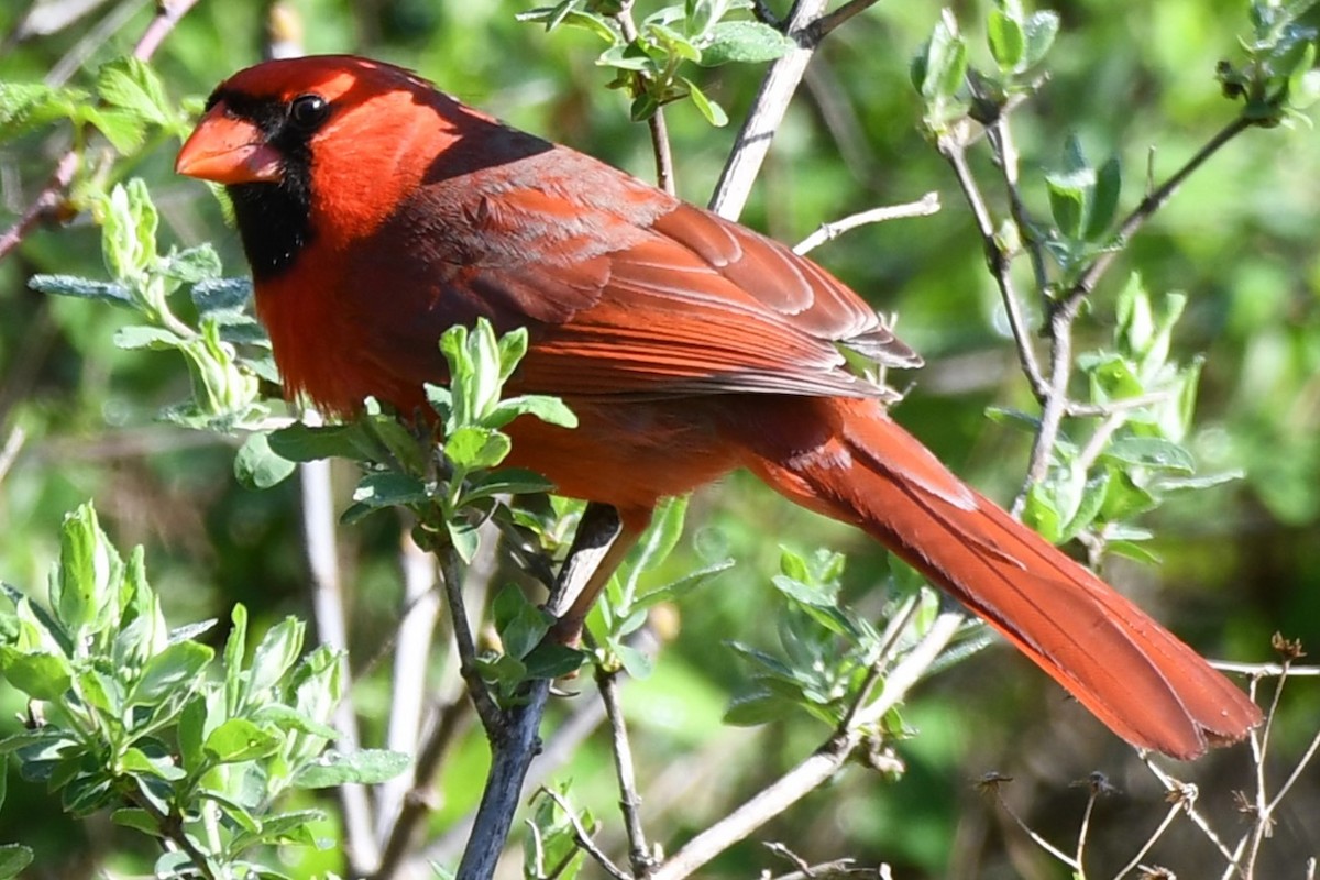 Northern Cardinal - ML620416968