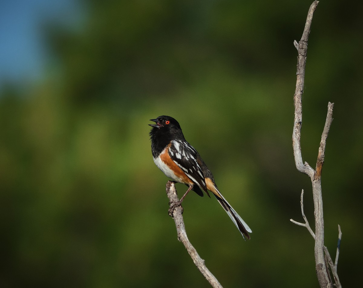 Spotted Towhee - ML620416969