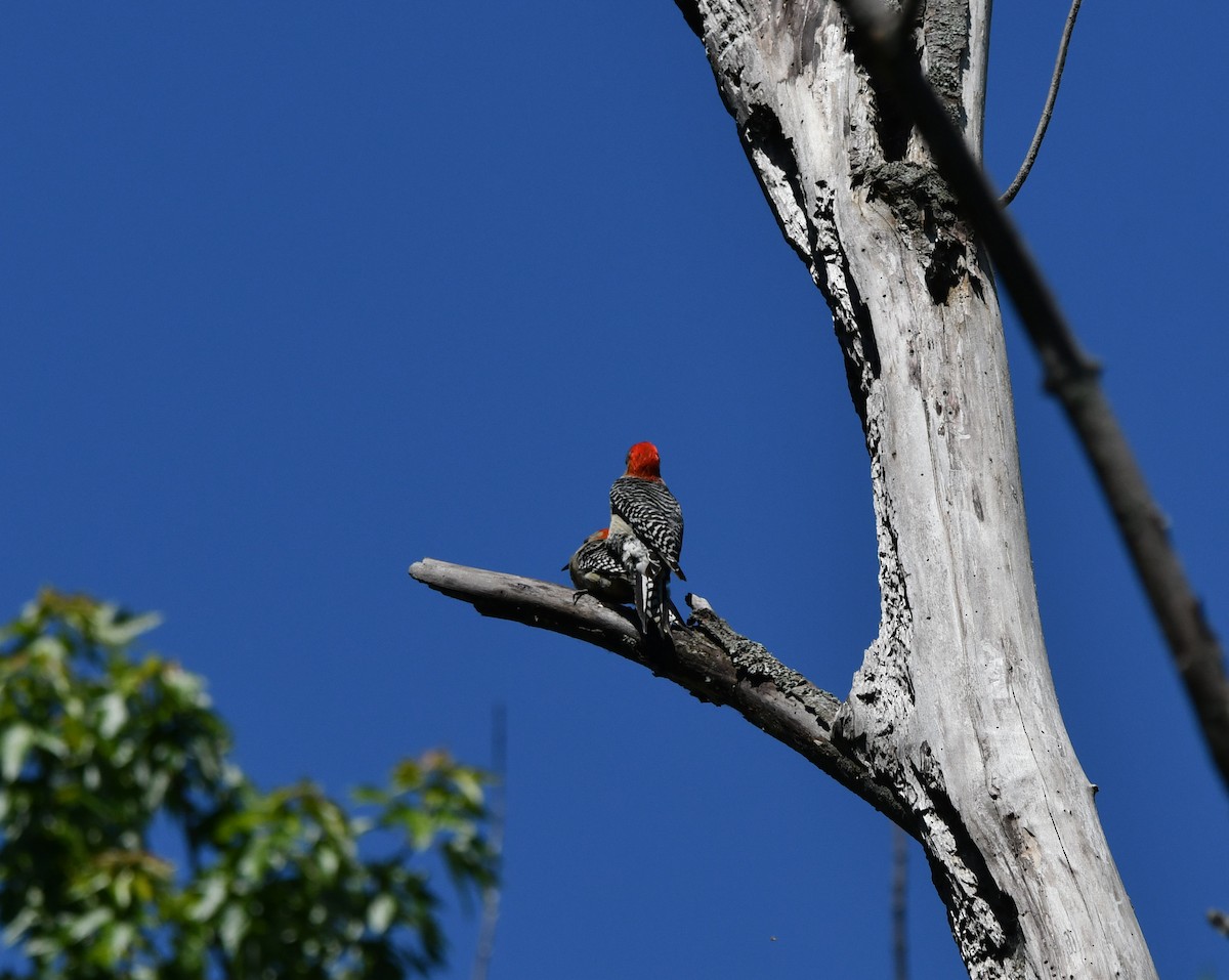 Red-bellied Woodpecker - ML620416971