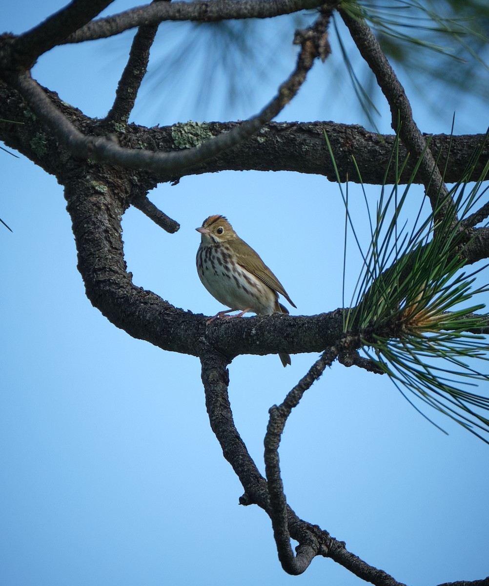 Ovenbird - ML620416990