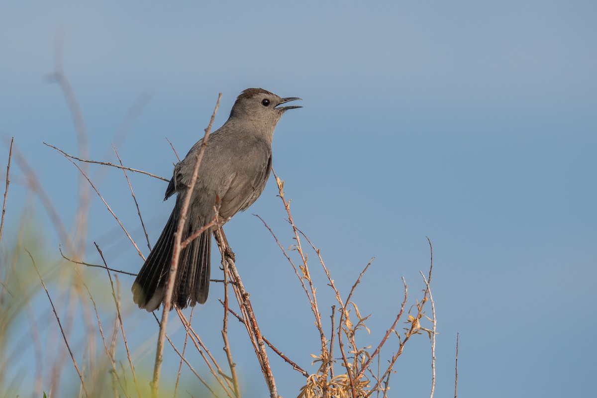 Pájaro Gato Gris - ML620416999