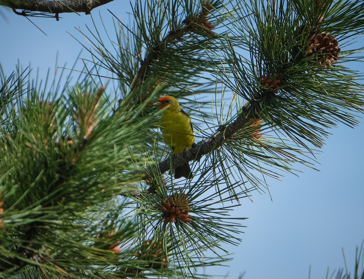Western Tanager - ML620417003