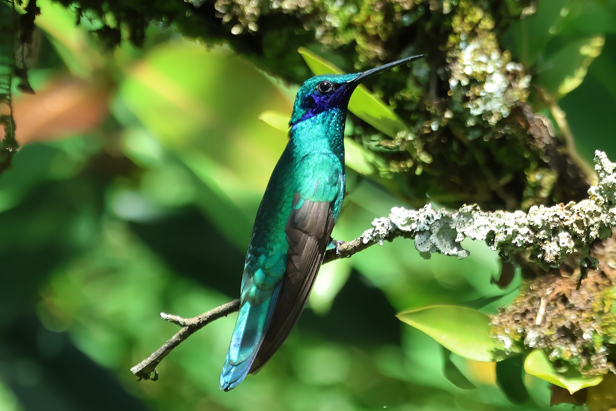 kolibřík modrolící - ML620417008