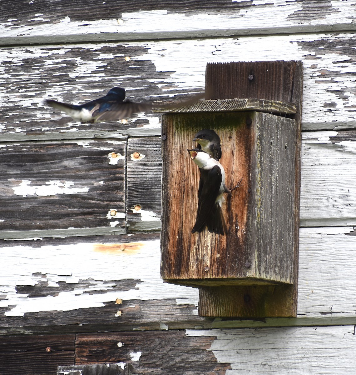 Tree Swallow - ML620417012