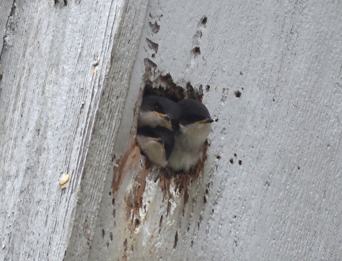 Tree Swallow - ML620417013