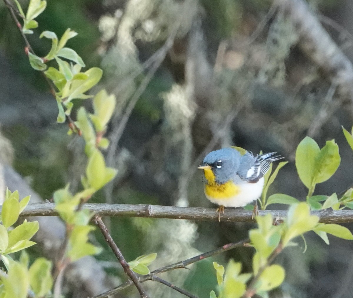 Northern Parula - ML620417014