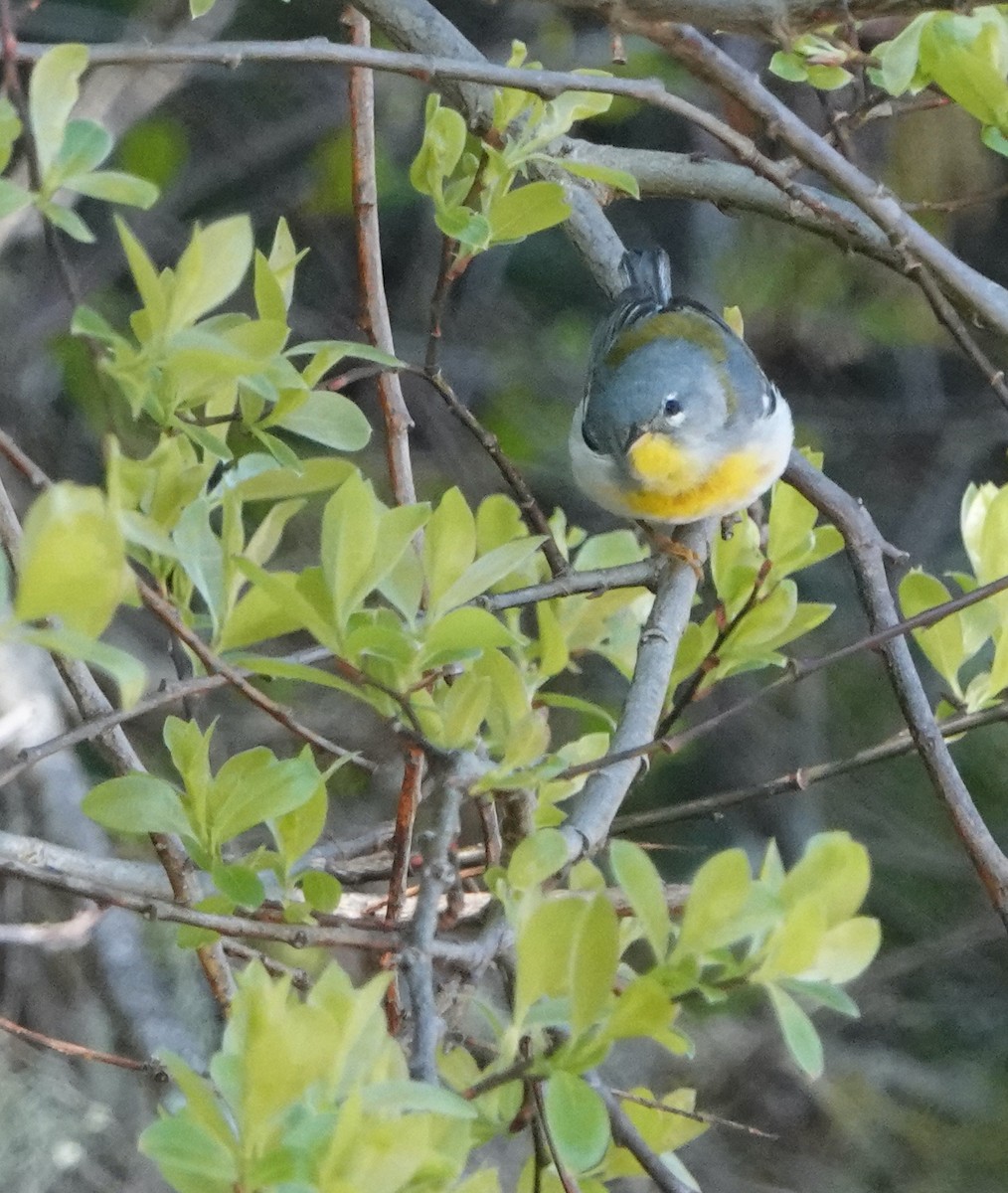 Northern Parula - Nancy Henke