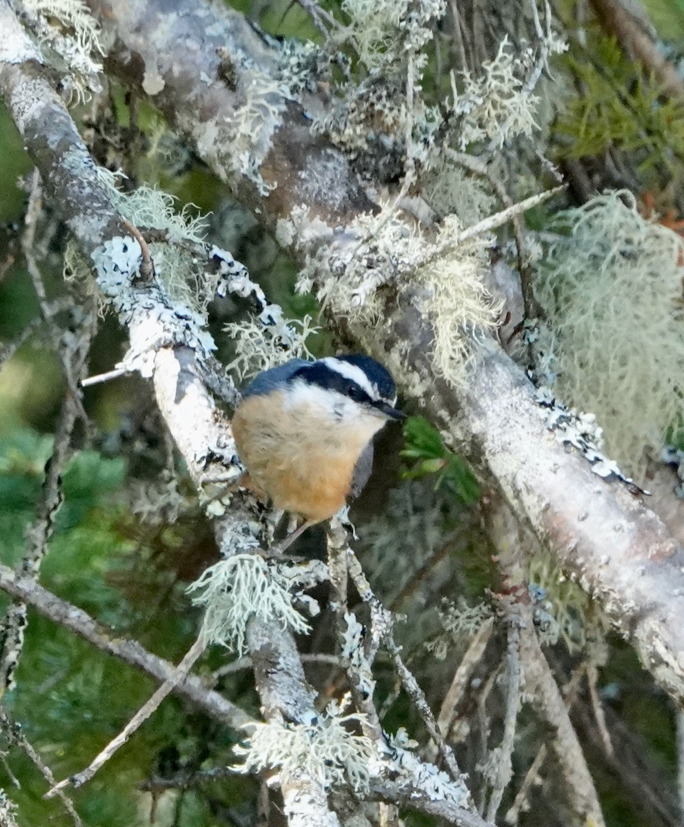 Red-breasted Nuthatch - ML620417028