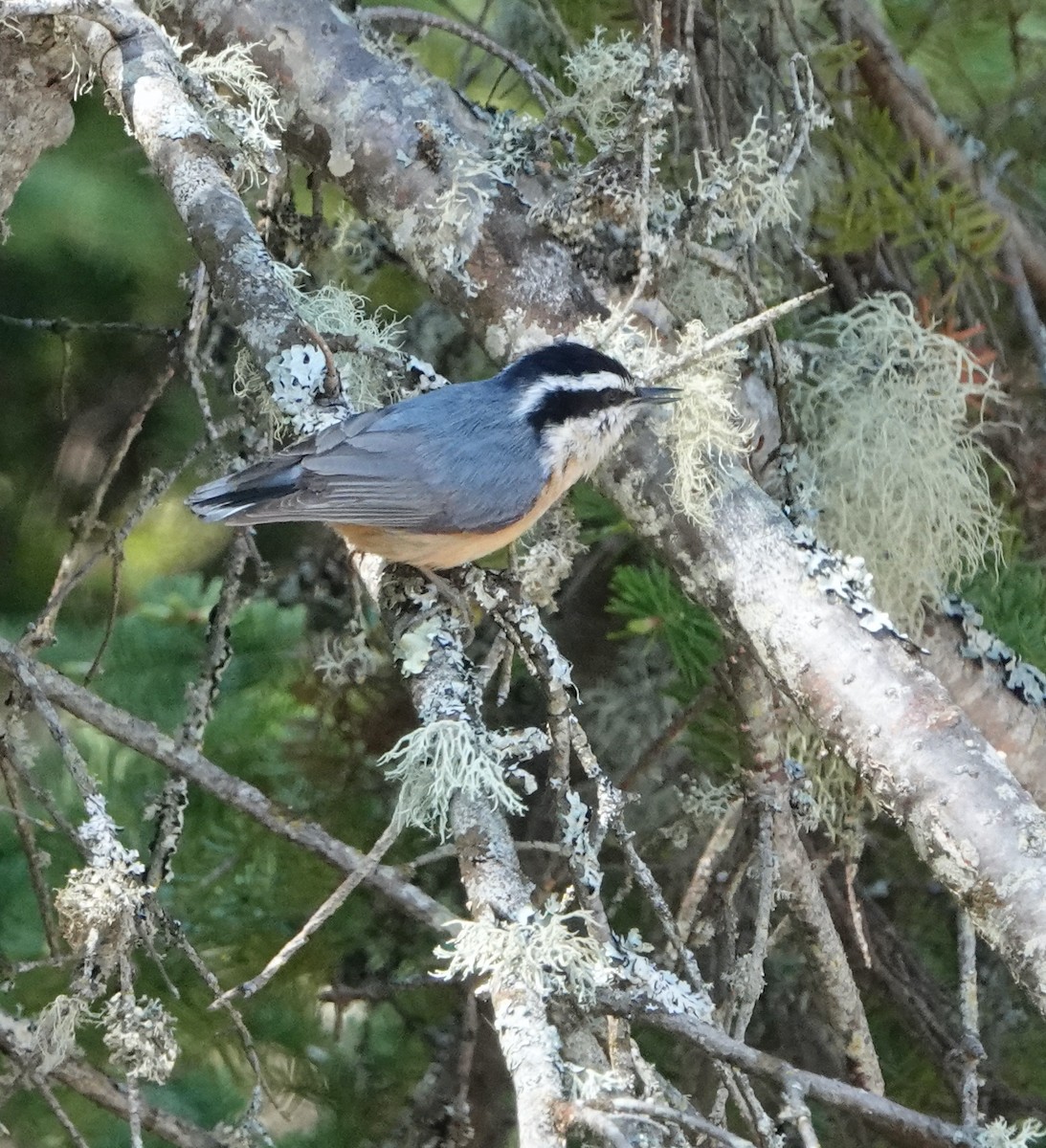 Red-breasted Nuthatch - ML620417029