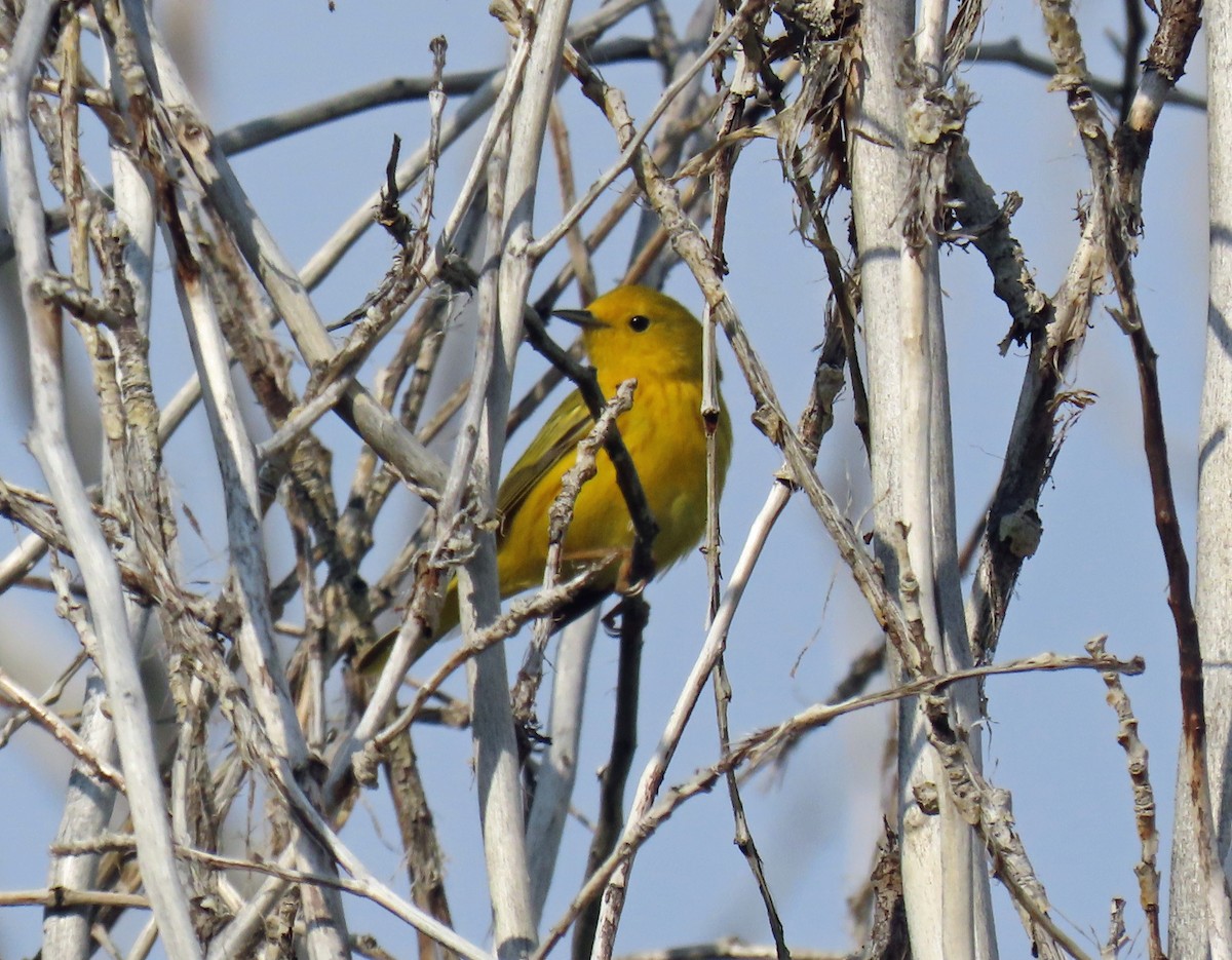 Yellow Warbler - ML620417030