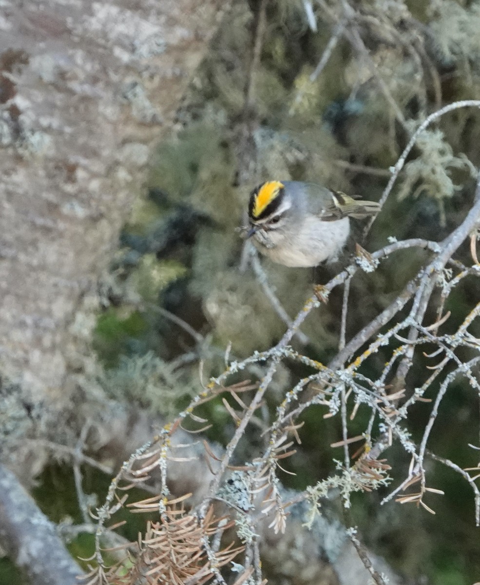 Roitelet à couronne dorée - ML620417044