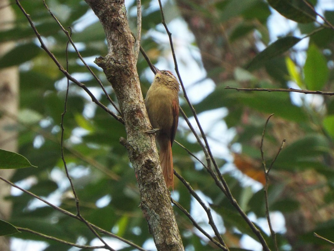 Pallid Spinetail - ML620417050