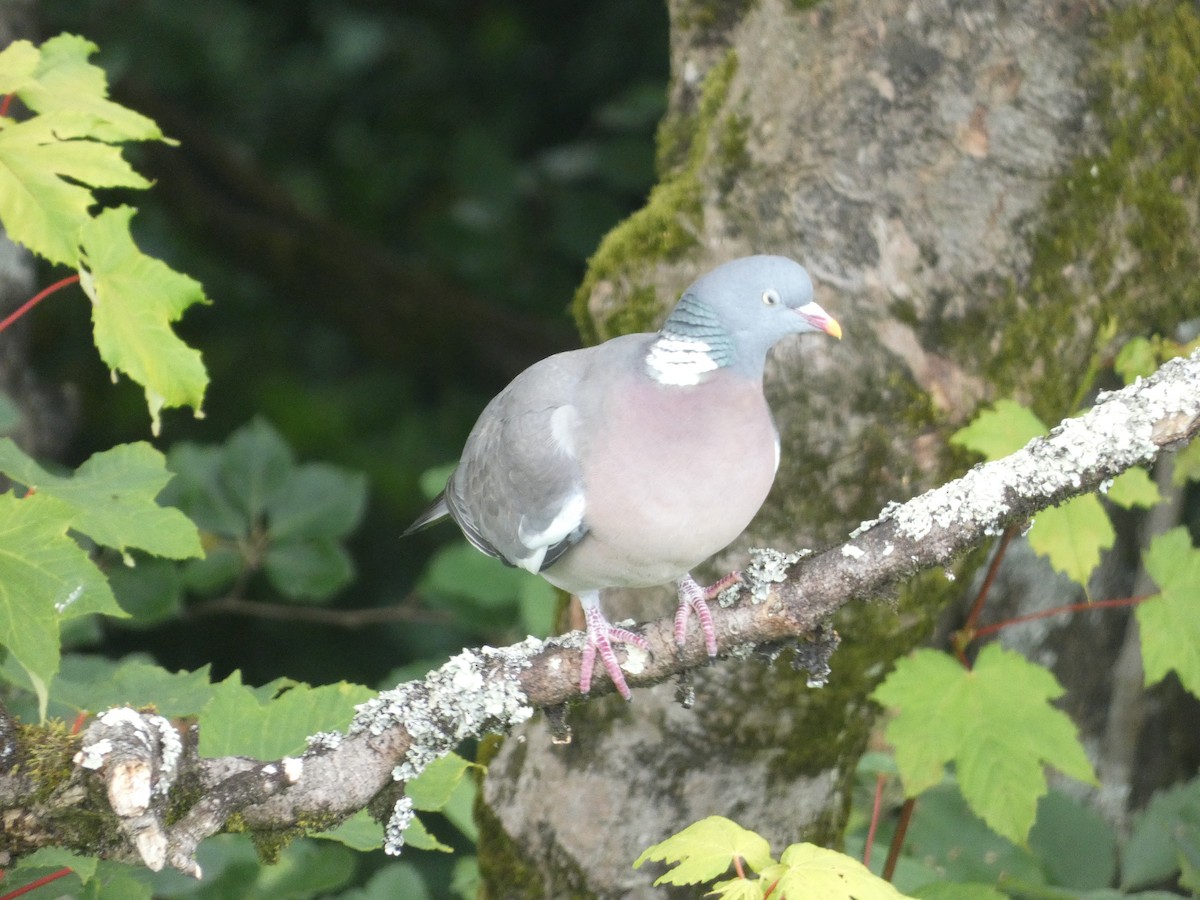 Common Wood-Pigeon - ML620417053