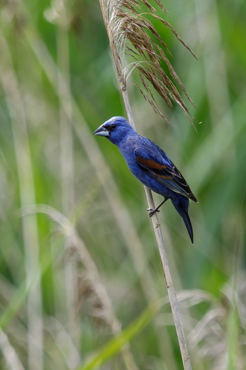 Blue Grosbeak - ML620417059