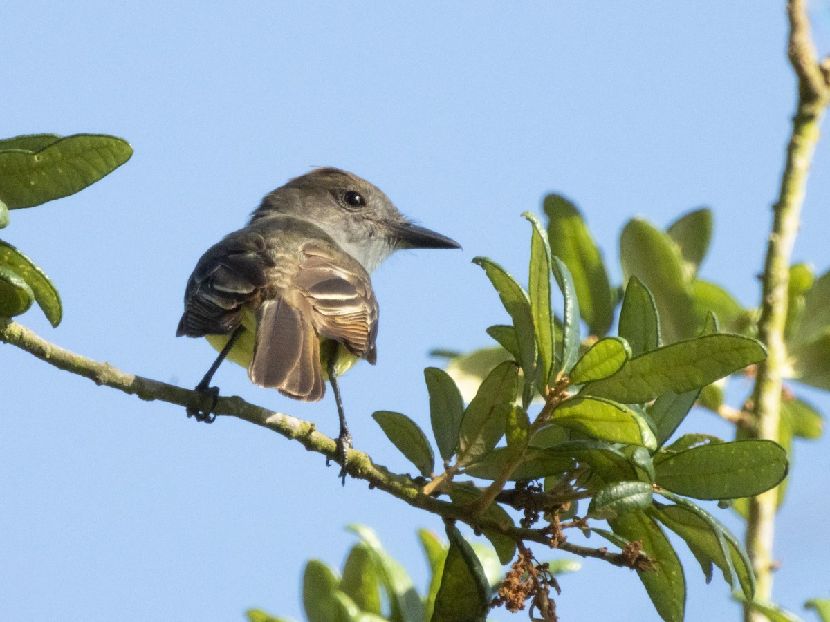 Great Crested Flycatcher - ML620417064