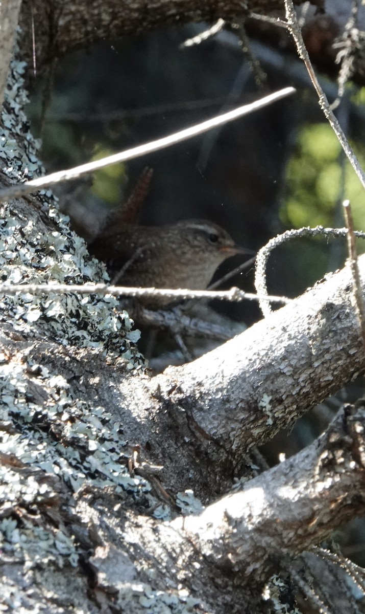 Winter Wren - Nancy Henke