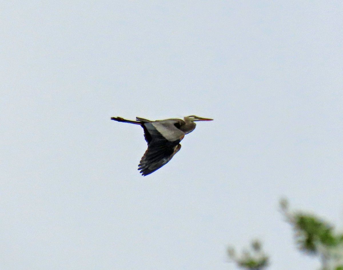 Great Blue Heron - ML620417089