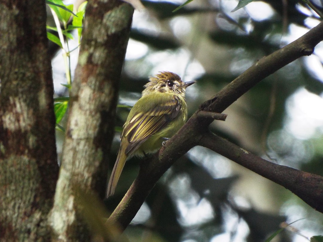 Sepia-capped Flycatcher - ML620417096