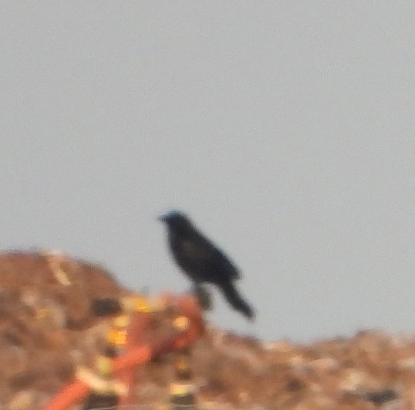 American Crow - ML620417103