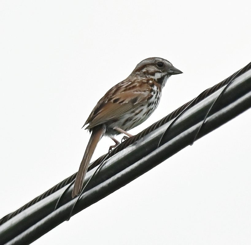 Song Sparrow - ML620417106