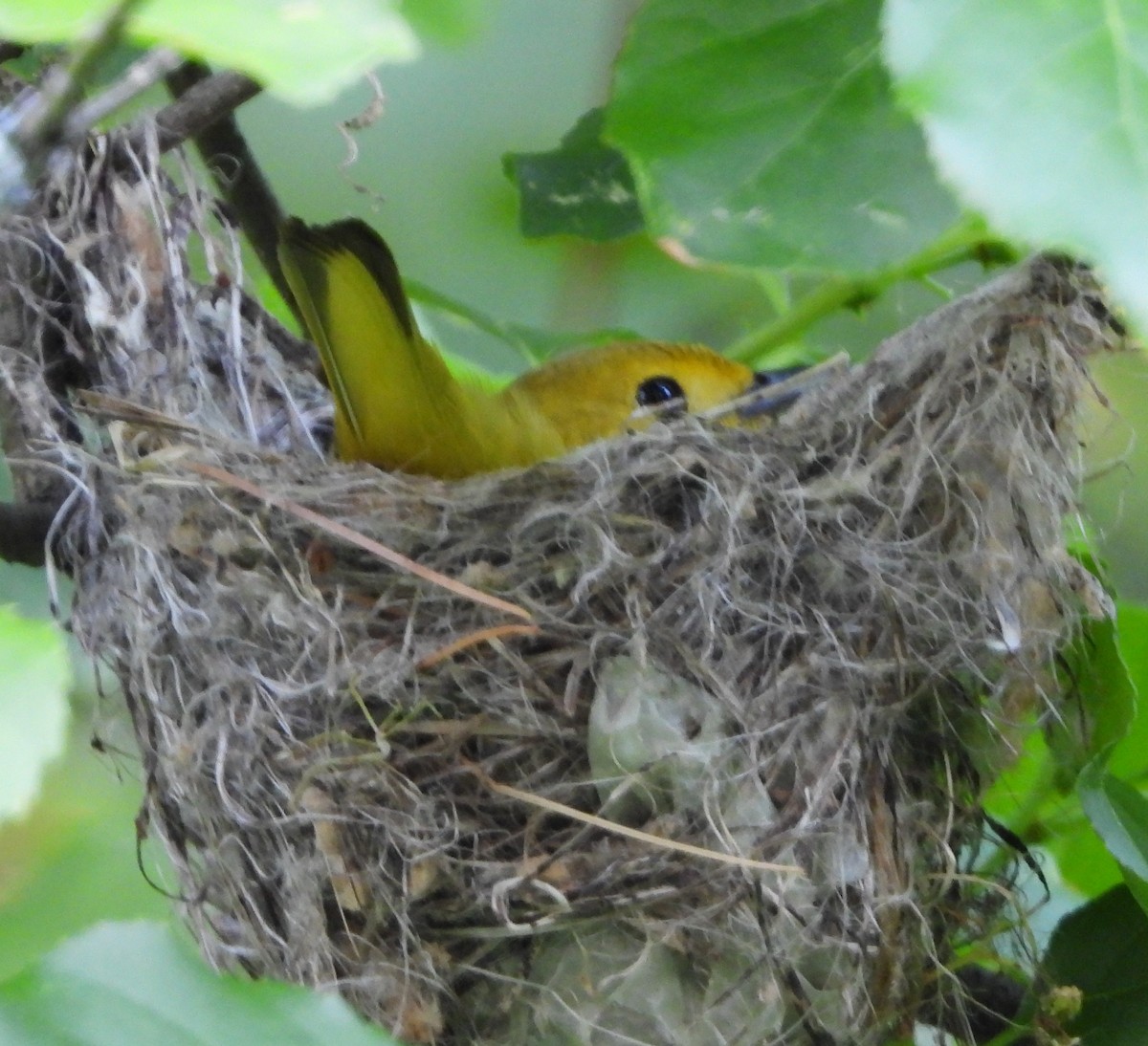 Paruline jaune - ML620417119