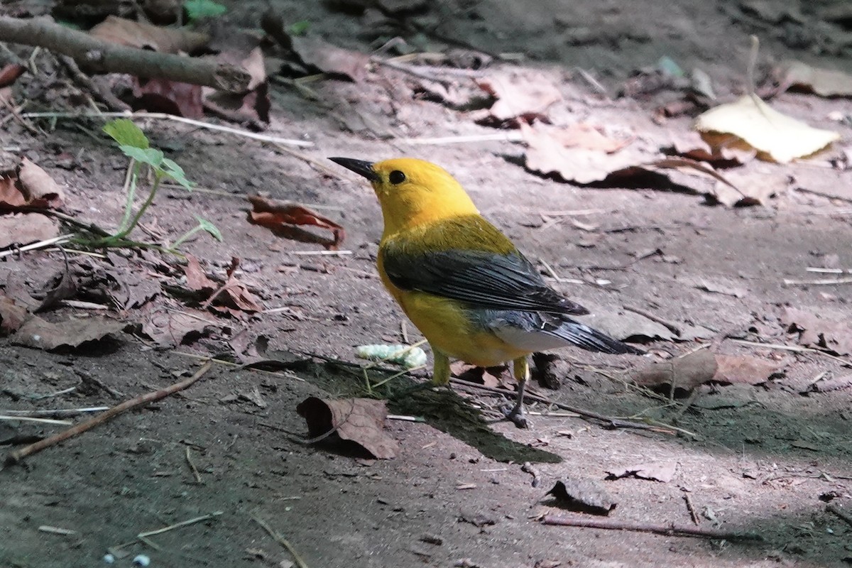 Prothonotary Warbler - ML620417130