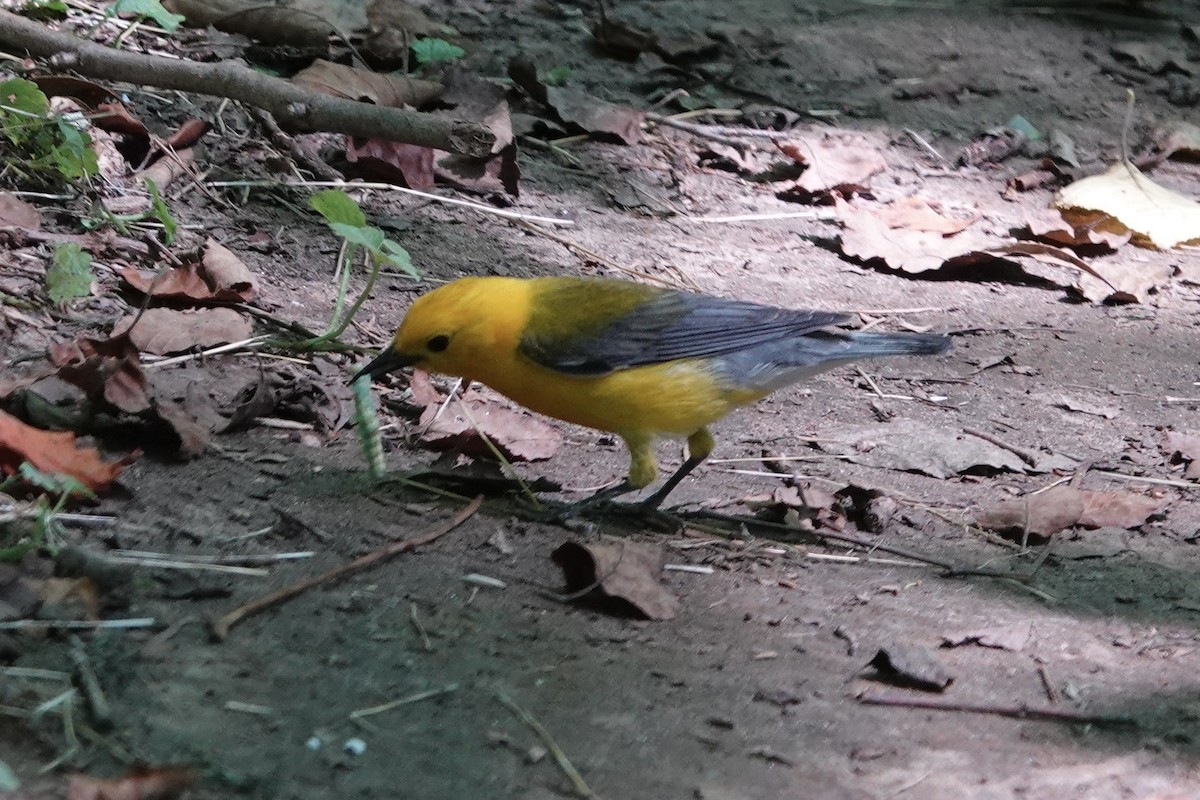 Prothonotary Warbler - ML620417132