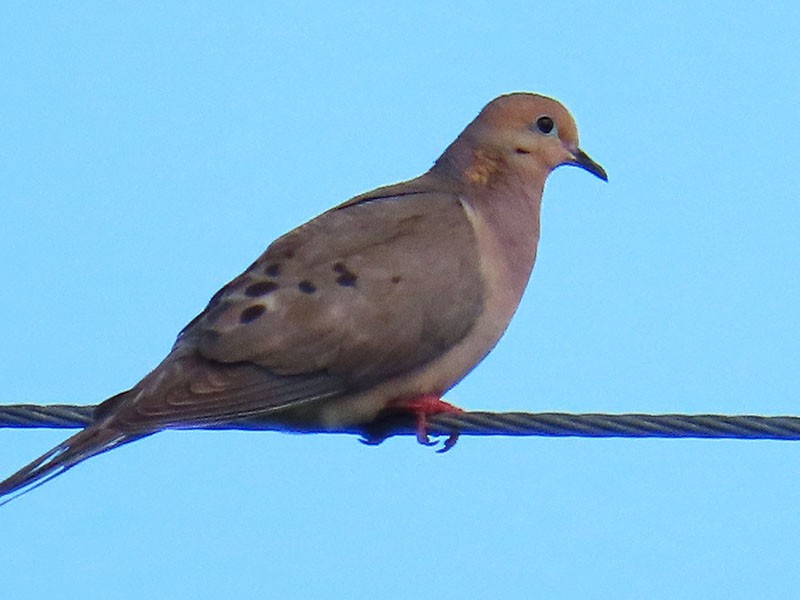 Mourning Dove - ML620417133