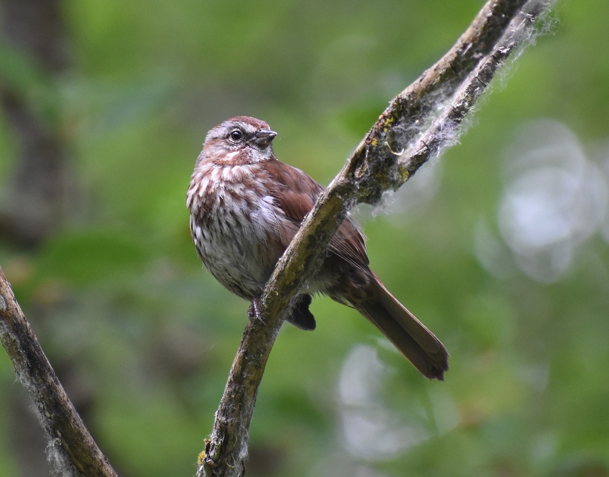 Song Sparrow - M. Rogers