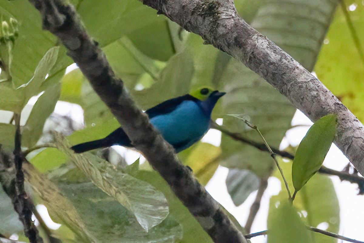 Paradise Tanager - ML620417138