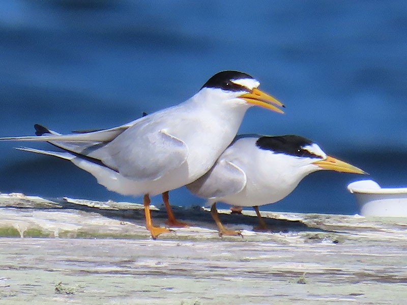 Least Tern - ML620417143