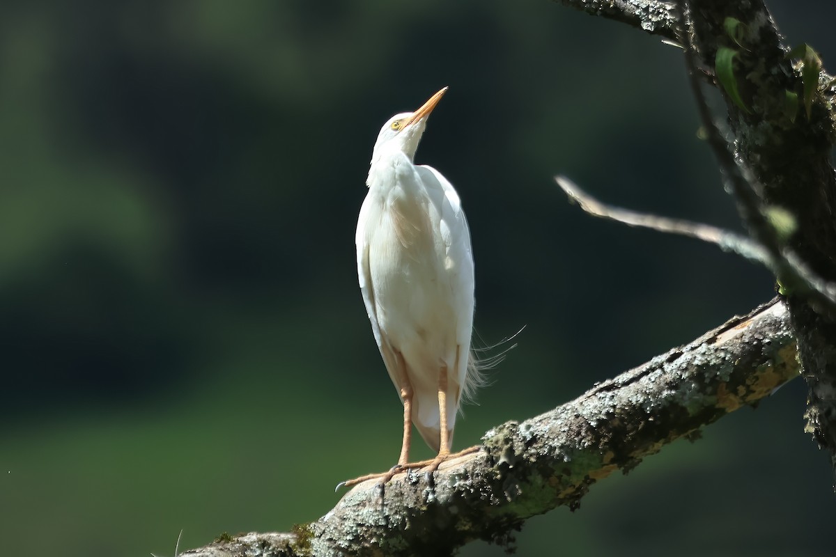 Western Cattle Egret - ML620417145