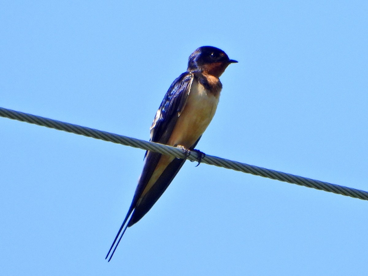 Barn Swallow - ML620417155