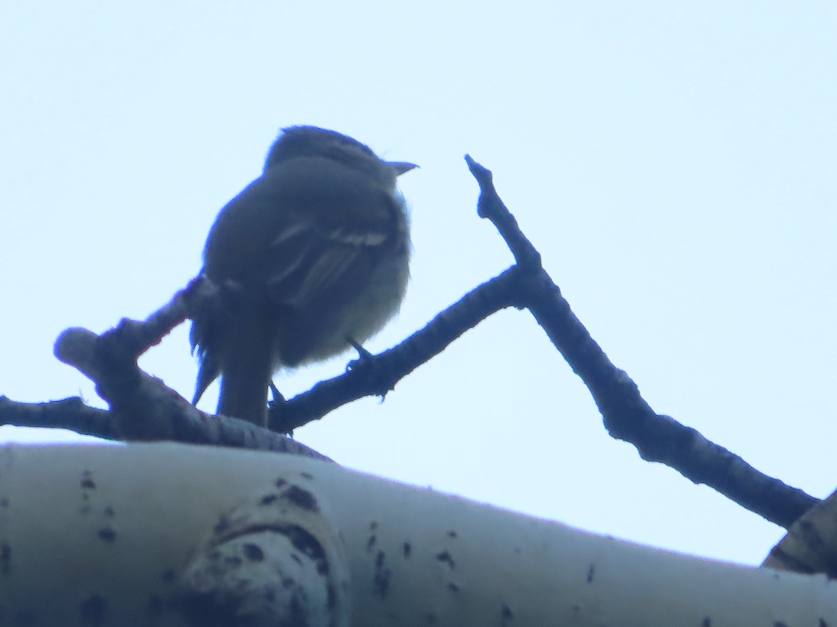 Western Flycatcher - ML620417159