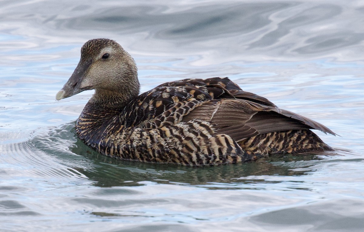 Common Eider - ML620417160