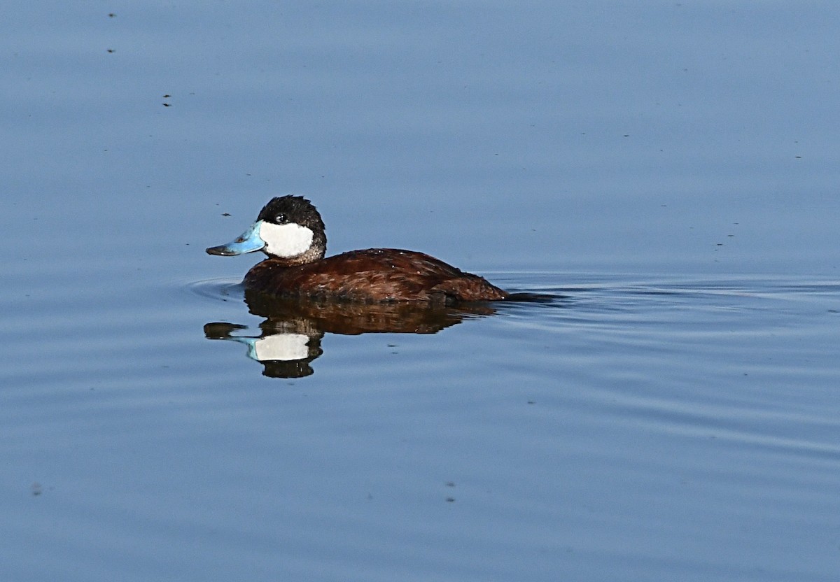 Ruddy Duck - ML620417161