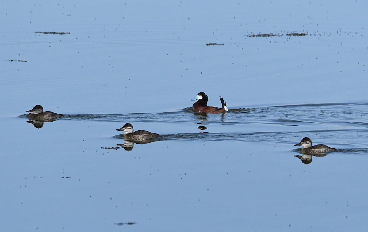 Ruddy Duck - ML620417162