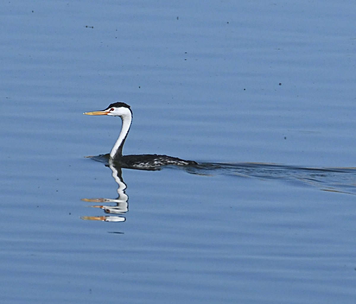 Clark's Grebe - ML620417167