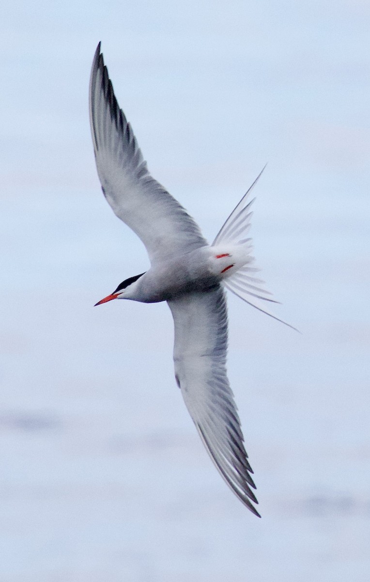Common Tern - ML620417168