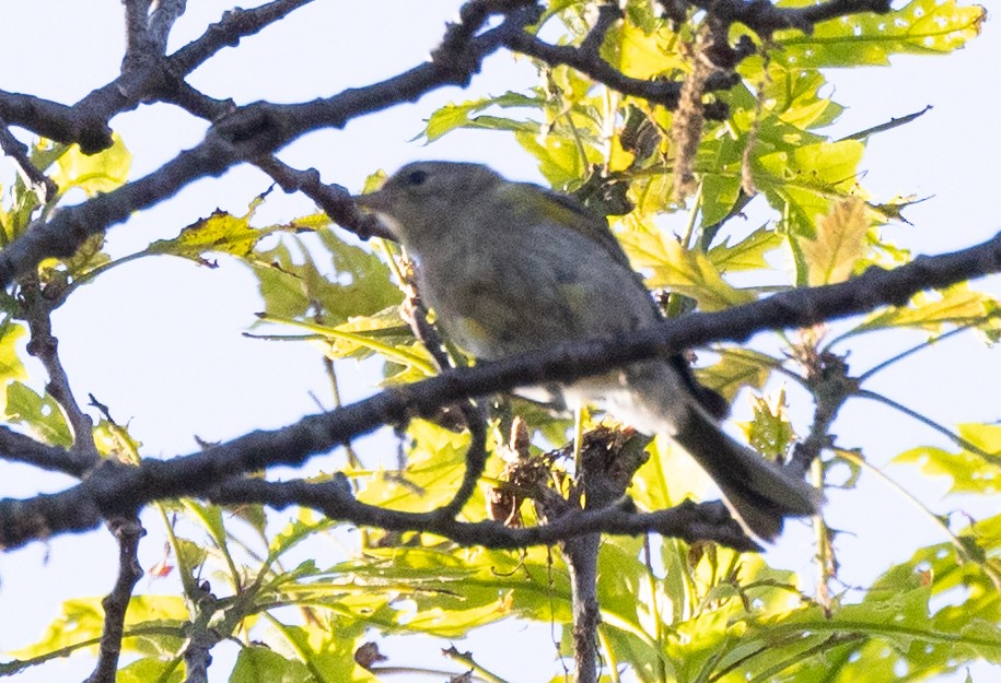 Yellow-rumped Warbler (Myrtle) - ML620417169