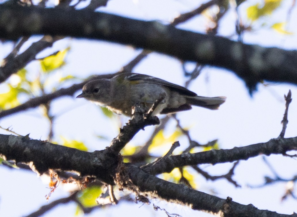 Yellow-rumped Warbler (Myrtle) - ML620417170